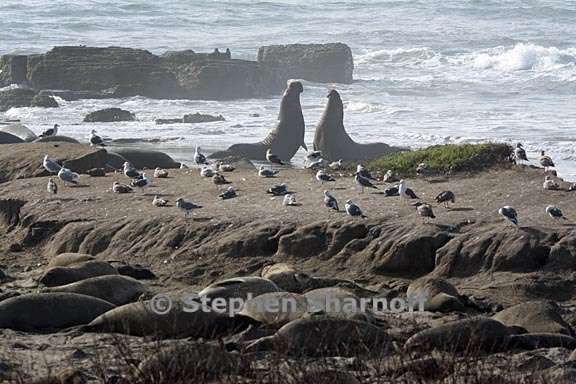 elephant seals 6 graphic